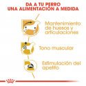 Royal canin comida húmeda para Teckel