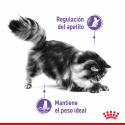 Royal Canin Appetite control care gelatina comida húmeda gato
