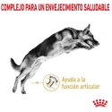 Royal Canin Pastor Aleman Adult 5+ Pienso para perros
