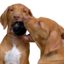 Kong Extreme Ball Pelota De Caucho Para Perro