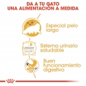 Royal Canin Persian pack de sobres para gatos adultos