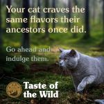 Taste of the Wild Canyon River feline pienso para gatos