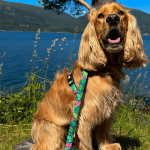 Arnés para perros Max&Molly TROPICAL