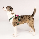 Arnés para perros Max&Molly TROPICAL
