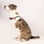 Collar para perros Max&Molly TROPICAL