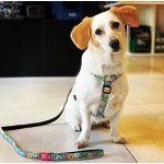 Correa para perros Max&Molly DONUTS