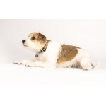 Collar para perros Max&Molly SUMMERTIME