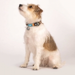 Collar para perros Max&Molly SUMMERTIME