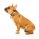 Collar para perros FuzzYard Javan