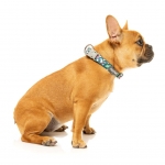 Collar para perros FuzzYard Dinosaur Land