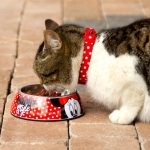 For Fan Pets Comedero para perros Minnie