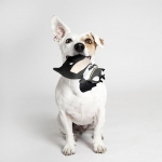 For Fan Pets Peluche para perros Batman
