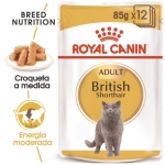 Royal Canin British Shorthair Pouch comida húmeda para gatos