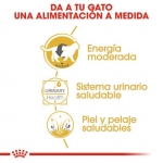 Royal Canin British Shorthair Pouch comida húmeda para gatos