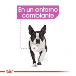 Royal Canin Relax Care pienso para perros minis