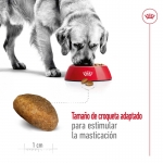 Maxi Adulto Razas Grandes (10)