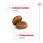 Royal Canin-Maxi Adulto +5 Años Razas Grandes (1)