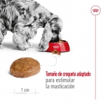 Royal Canin-Medium Adult +7 Años Razas Medianas (1)