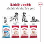 Royal Canin-Medium Adult +7 Años Razas Medianas (1)