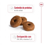 Medium Ageing +10 Años Razas Medianas (1)