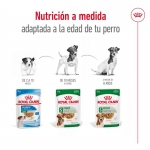 Royal Canin-Mini Adult (Sobre) (1)