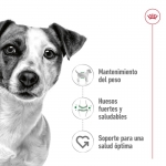 Royal Canin-Mini Adult (1)