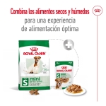 Mini Adulto +8 Años (1)