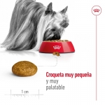 Royal Canin-X-Small Adulto Razas Miniaturas (1)
