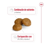X-Small Ageing +8 Razas Miniaturas (1)