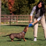 For Fan Pets Juguete para perros Pelota Stitch