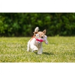 Nayeco juguete para perros Party Bone