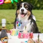 Nayeco Party Bandana Grande para perros
