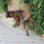 Beaphar Gel Educador Exterior para Perros y Gatos 480gr