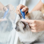Beaphar Calming Spot On Pipetas Calmantes para Gatos 3x 0,4 ml.