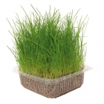 Nayeco Hierba Natural para Gatos