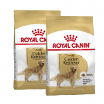 Golden Retriever Adulto (6)