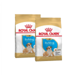 Bulldog Ingles Cachorro (1)