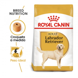 Royal Canin-Labrador Retriever Adulto (1)