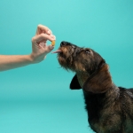 Edgard & Cooper Bites Mini Bocaditos para Perros con Manzana