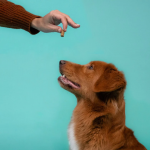 Edgard & Cooper Bites Bocaditos Grandes para Perros con Salmón