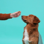 Edgard & Cooper Biscuits Galletas para Perros con Platano