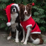 Trixie Abrigo de Navidad Papá Noel para Perros