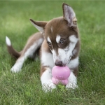 Kong Easy Treat Puppy Snack en Espuma Para Cachorros