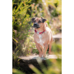RedDingo Collar para Perros Rainbow