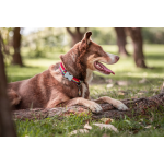 RedDingo Collar para Perros Rainbow