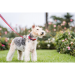 RedDingo Collar para Perros Rainbow
