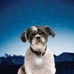 Luz Blanca de Posición para Collar de Perros Nite Ize Crystal Jewel