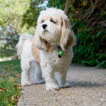 Luz Verde de Posición para Collar de Perros Nite Ize Paw Jewel