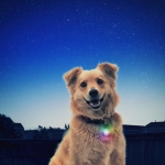 Luz Multicolor de Posición para Collar de Perros Nite Ize Spotlit