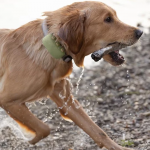 Tractive GPS XL Localizador para Perros Grandes +18 kg Color Verde